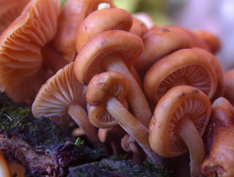 Flammulina velutipes.